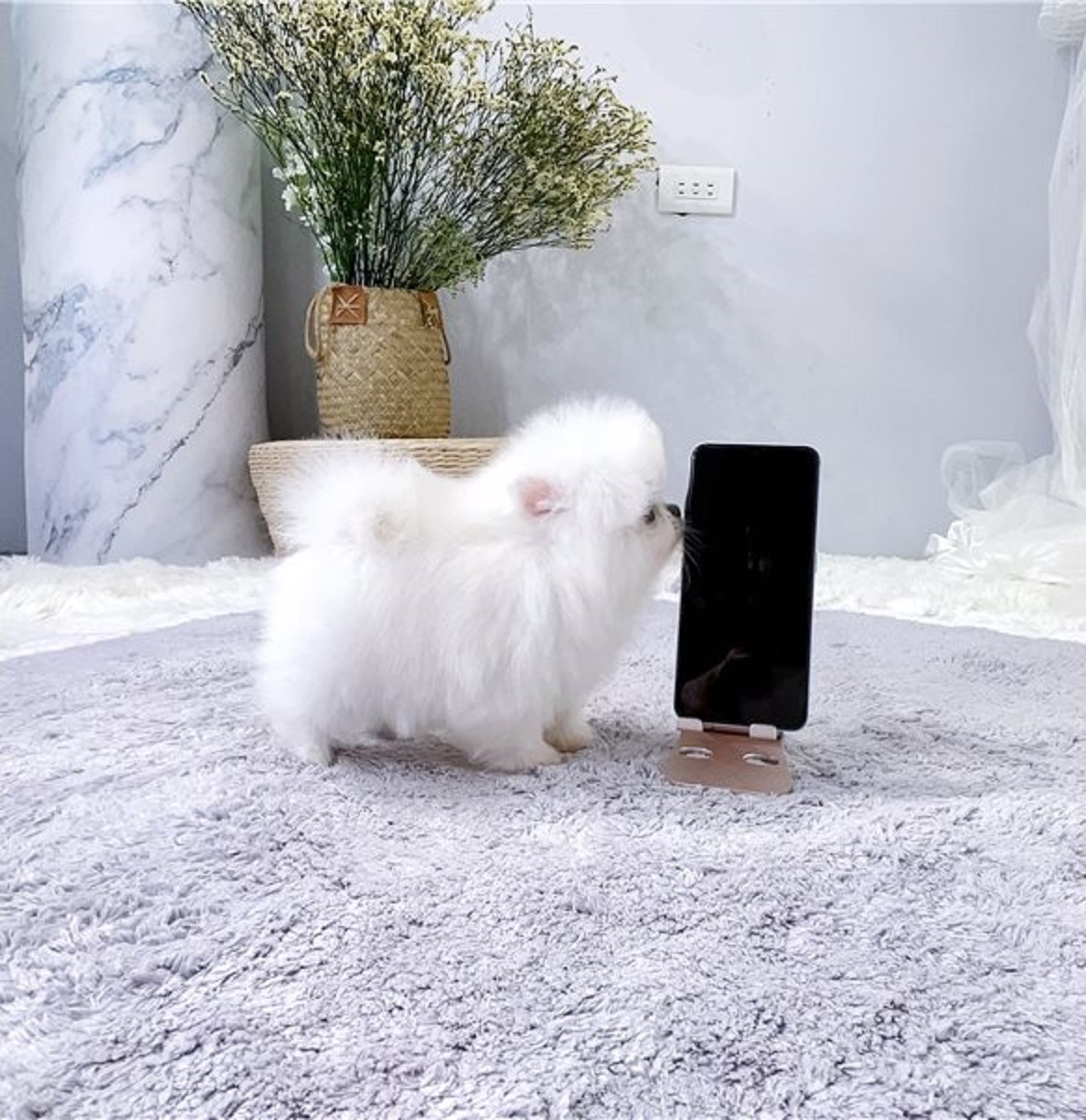 Spitz nana Pomerania - media 3